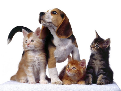 Pet Insurance Market Size 2023 | Growth and Forecast 2028
