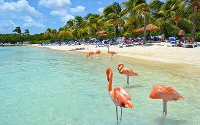 Why People Love to Visit Aruba This Winter