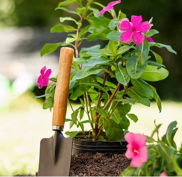 Garden Makeover Sydney: From Messy Yard to Clean Garden
